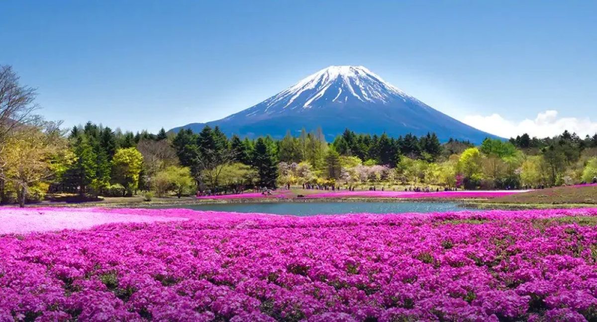 JAPON ET SES CERISIERS